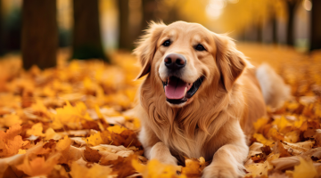 a golden labrador sitting in a pile of golden leaves with trees in the background. Its mouth is open and tongue sticking out. 