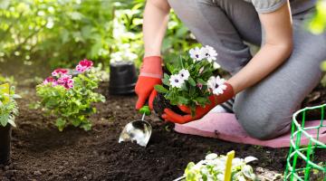 A man is knelt down in his garden, in the soil. In one hand he holds some white flowers, ready for planting. In the other hand, he holds a trowel, digging through the earth to plant the flowers. In the background are lots of green and vibrantly coloured plants.
